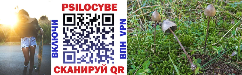 где купить наркоту Нестеров Псилоцибиновые грибы Cubensis